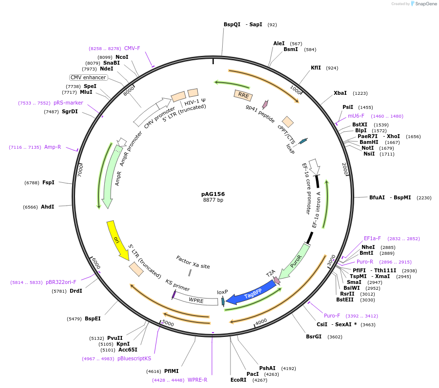 226745-plasmid-map-sequence-id-450274