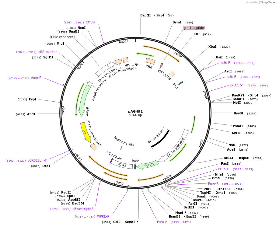 226747-plasmid-map-sequence-id-450277