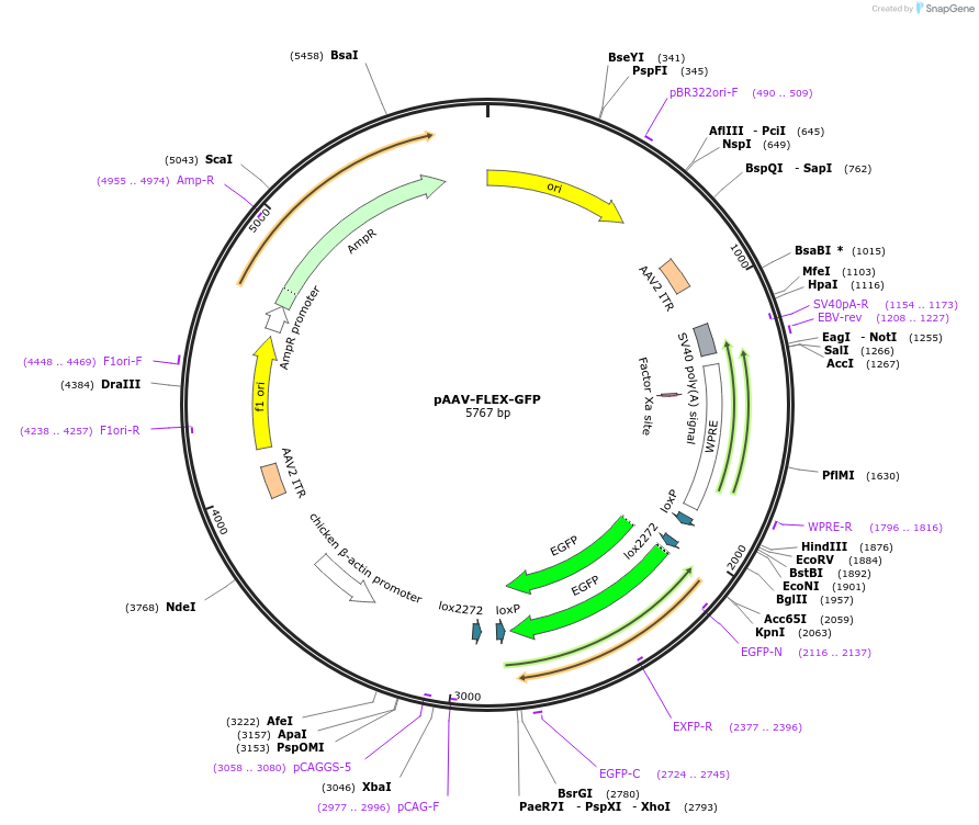 28304-plasmid-map-sequence-id-450290