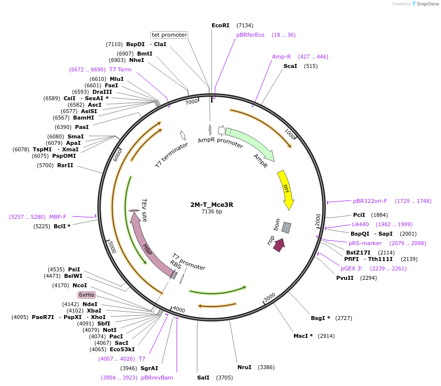 225726-plasmid-map-sequence-id-450309