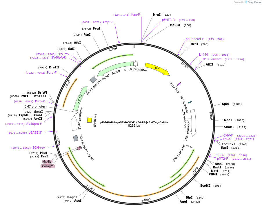 156961-plasmid-map-sequence-id-450331