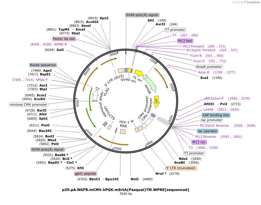226760-plasmid-map-sequence-id-450335
