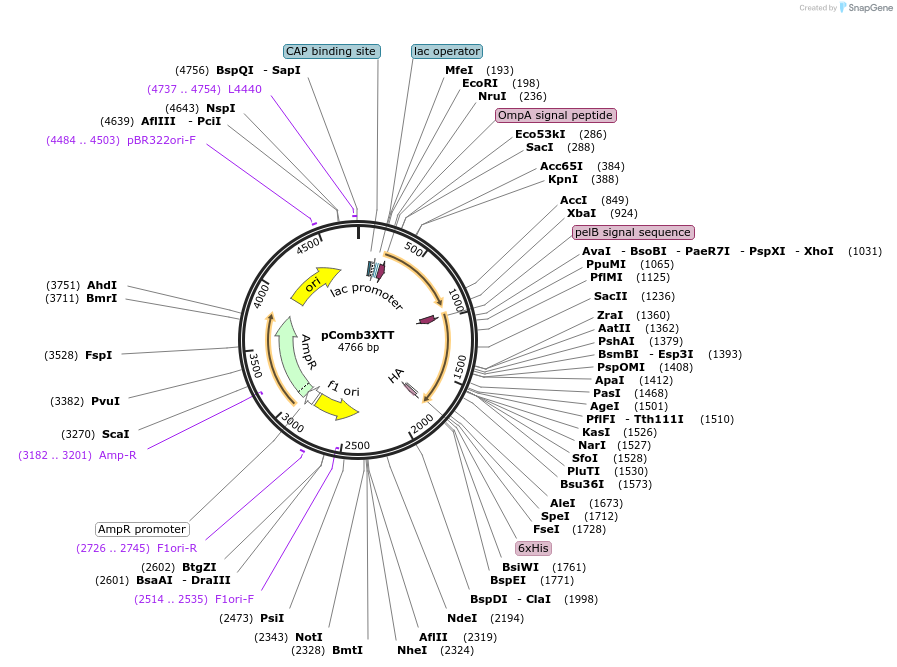 63891-plasmid-map-sequence-id-450336