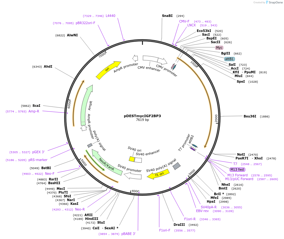 19879-plasmid-map-sequence-id-450337