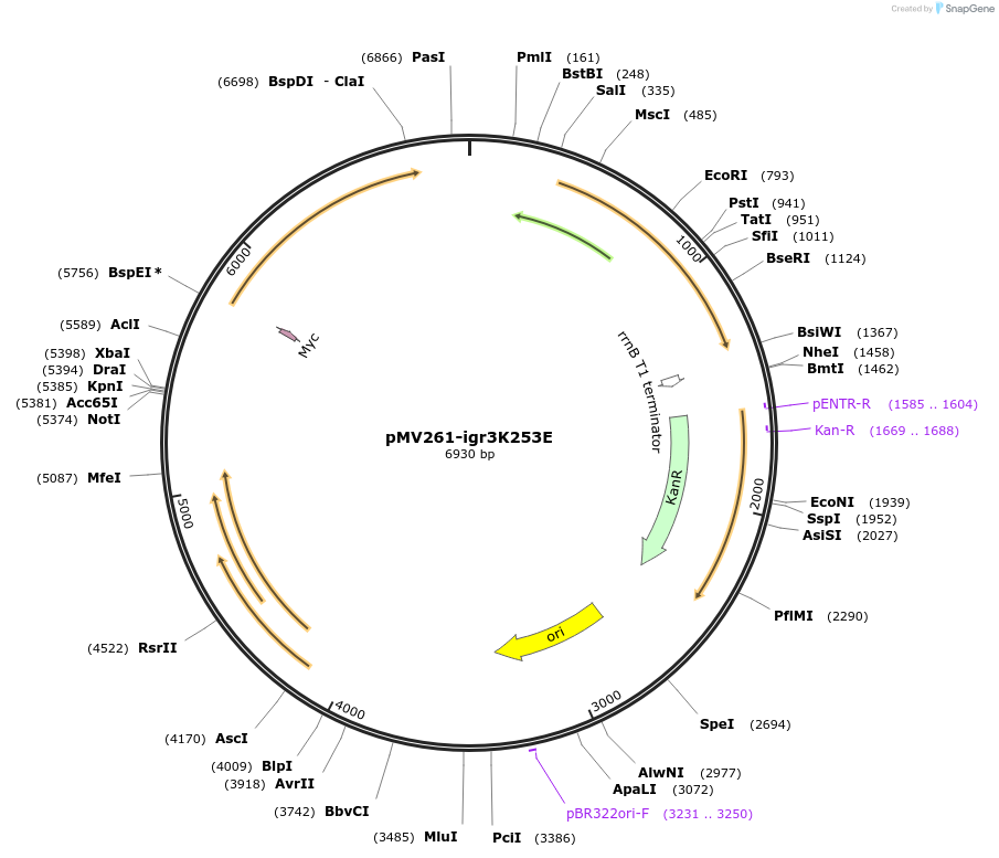 225739-plasmid-map-sequence-id-450357