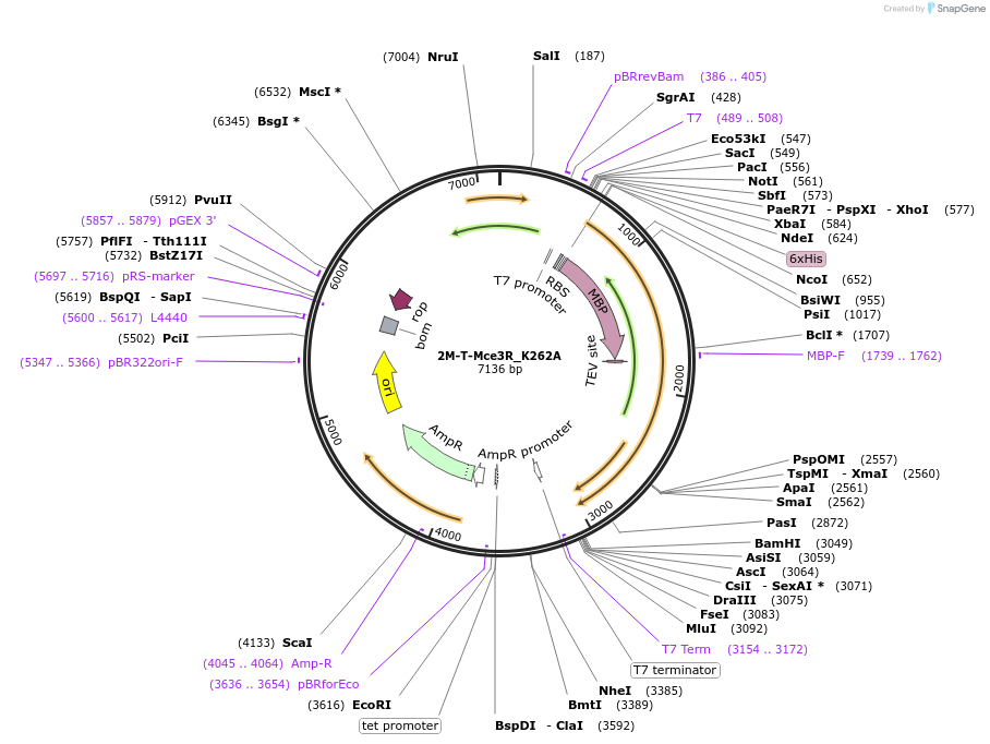 225728-plasmid-map-sequence-id-450359