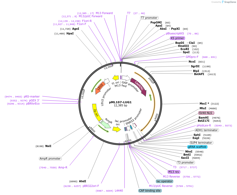 226265-plasmid-map-sequence-id-450361