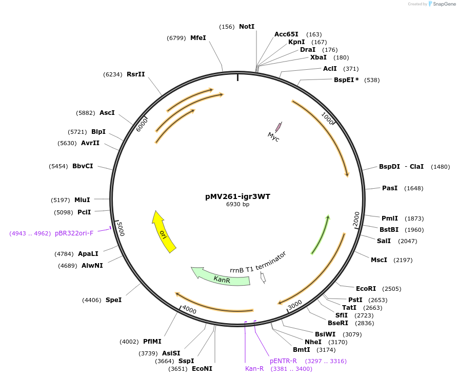 225738-plasmid-map-sequence-id-450362