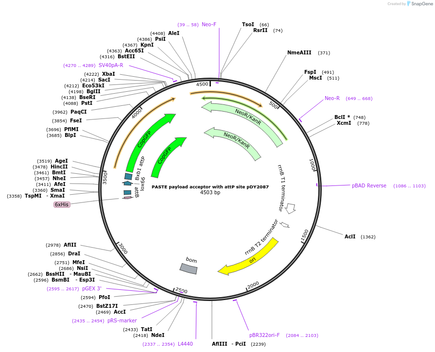 219859-plasmid-map-sequence-id-450363