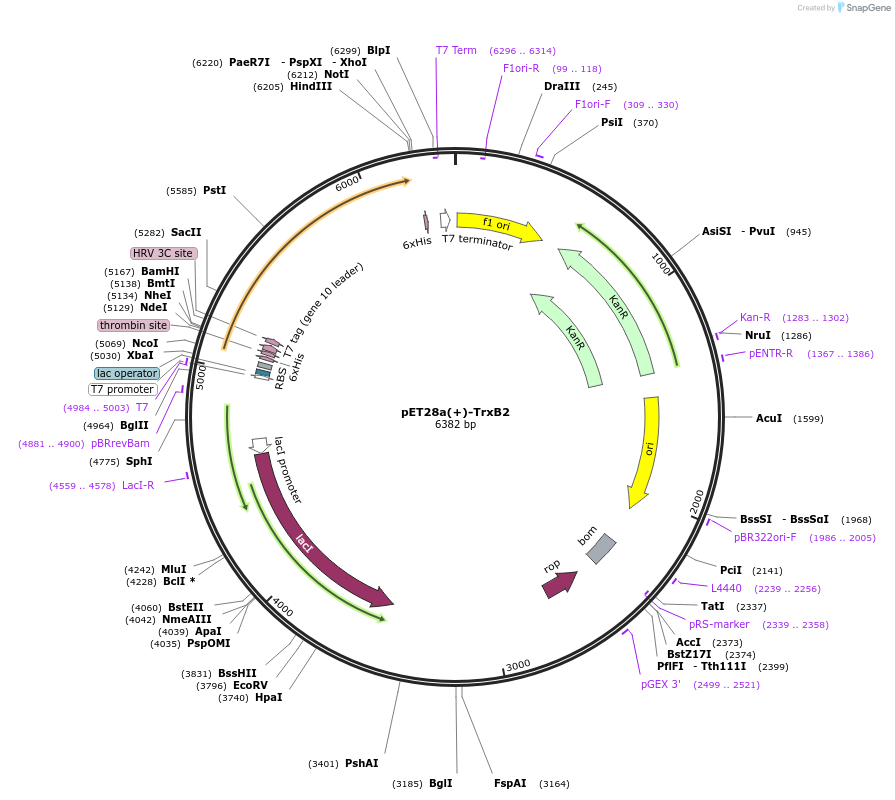 225741-plasmid-map-sequence-id-450364
