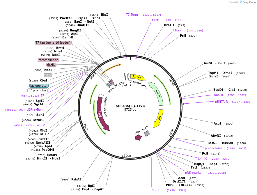 225742-plasmid-map-sequence-id-450365