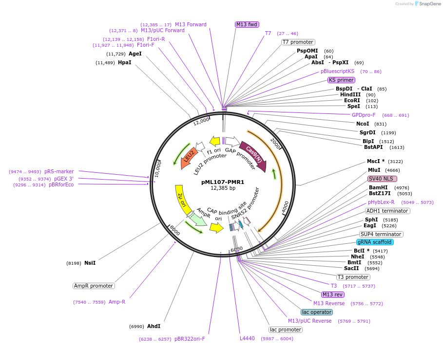 226264-plasmid-map-sequence-id-450366