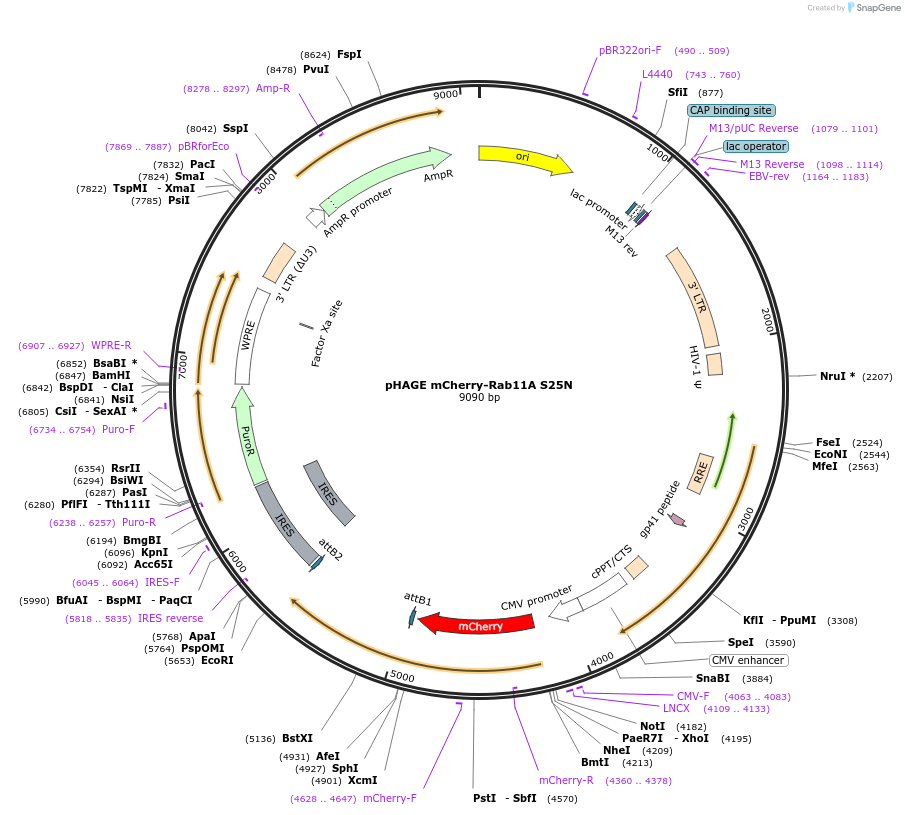 228037-plasmid-map-sequence-id-450368