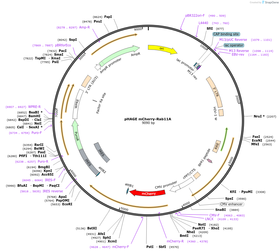 228035-plasmid-map-sequence-id-450376