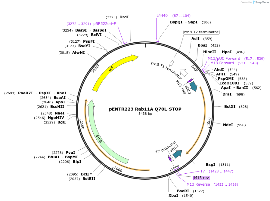 228033-plasmid-map-sequence-id-450380