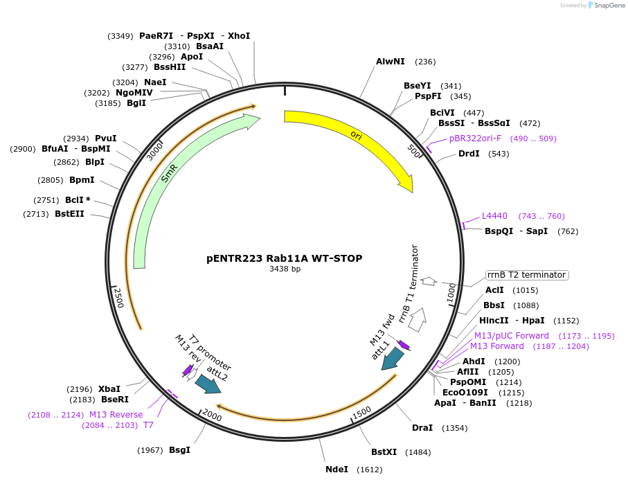228030-plasmid-map-sequence-id-450384