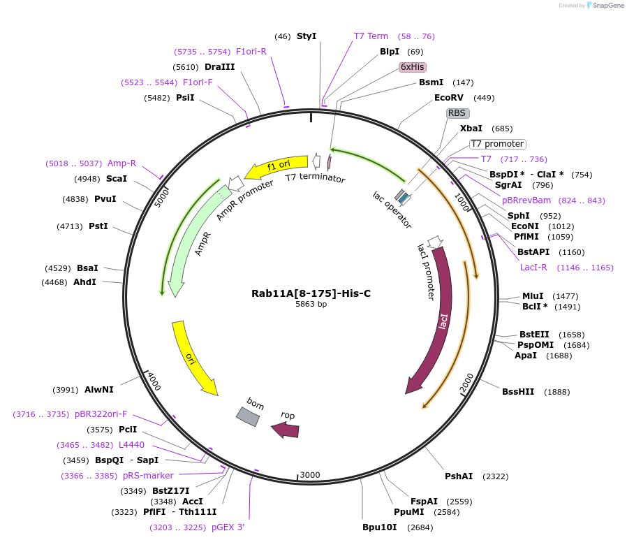 228040-plasmid-map-sequence-id-450386