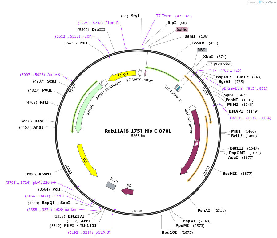 228042-plasmid-map-sequence-id-450388