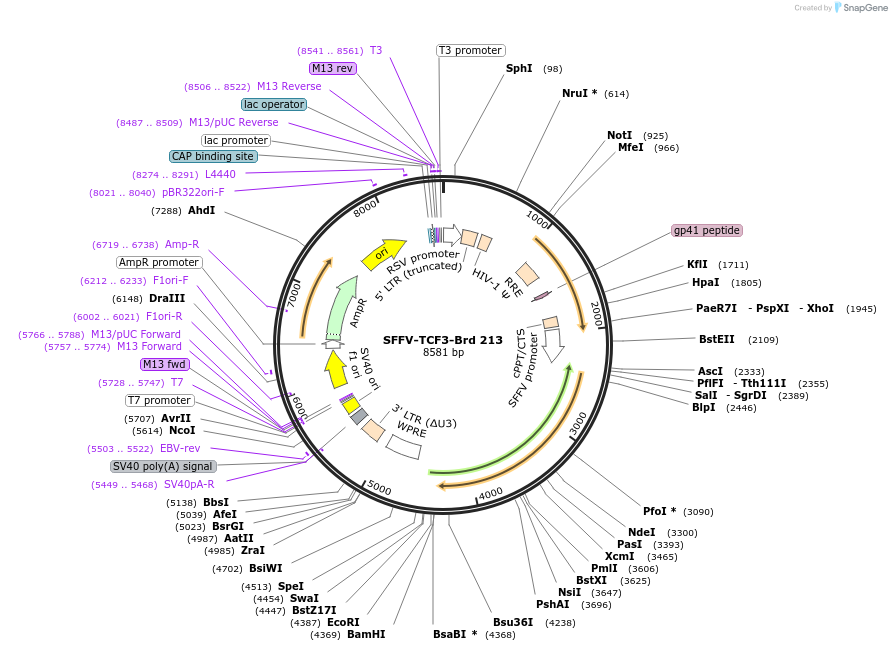219164-plasmid-map-sequence-id-450399