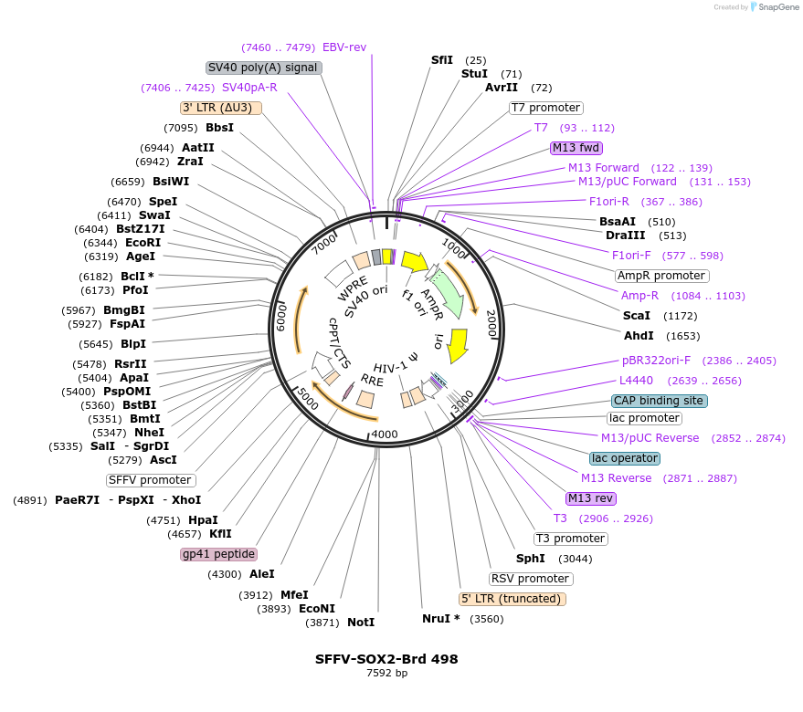 219392-plasmid-map-sequence-id-450423