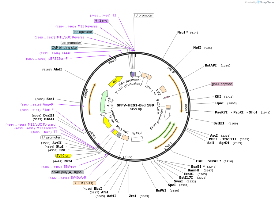 219146-plasmid-map-sequence-id-450444