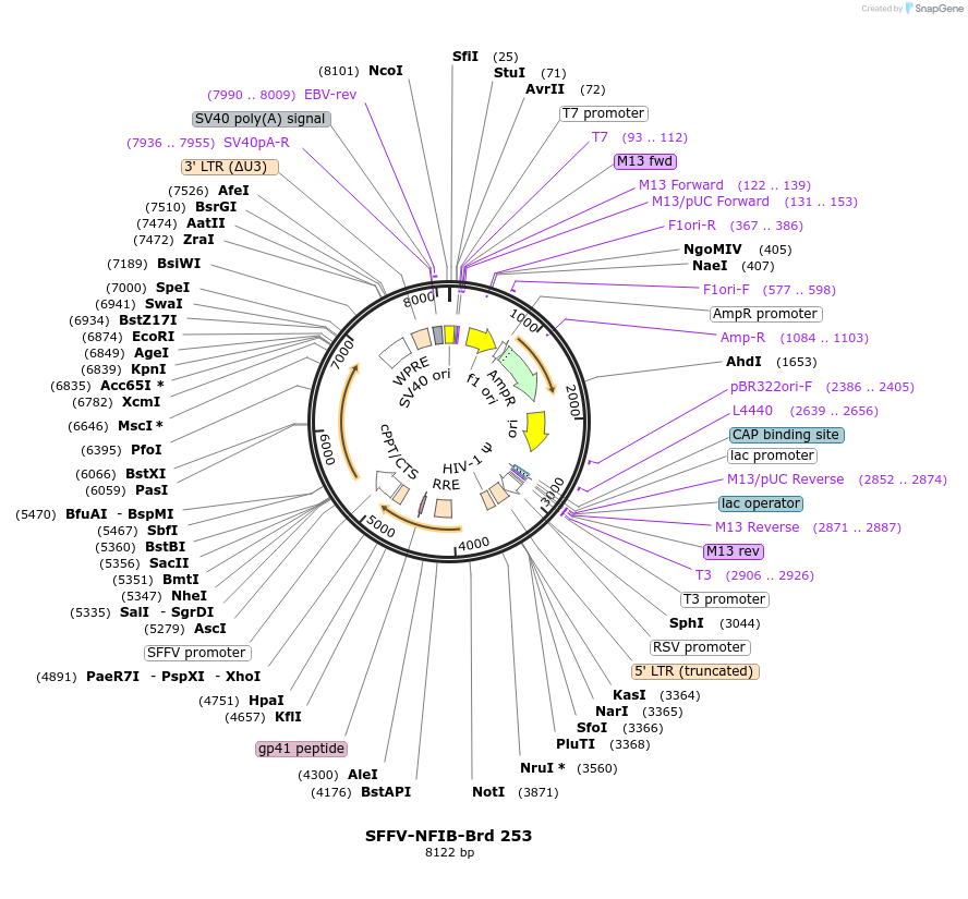 219196-plasmid-map-sequence-id-450447