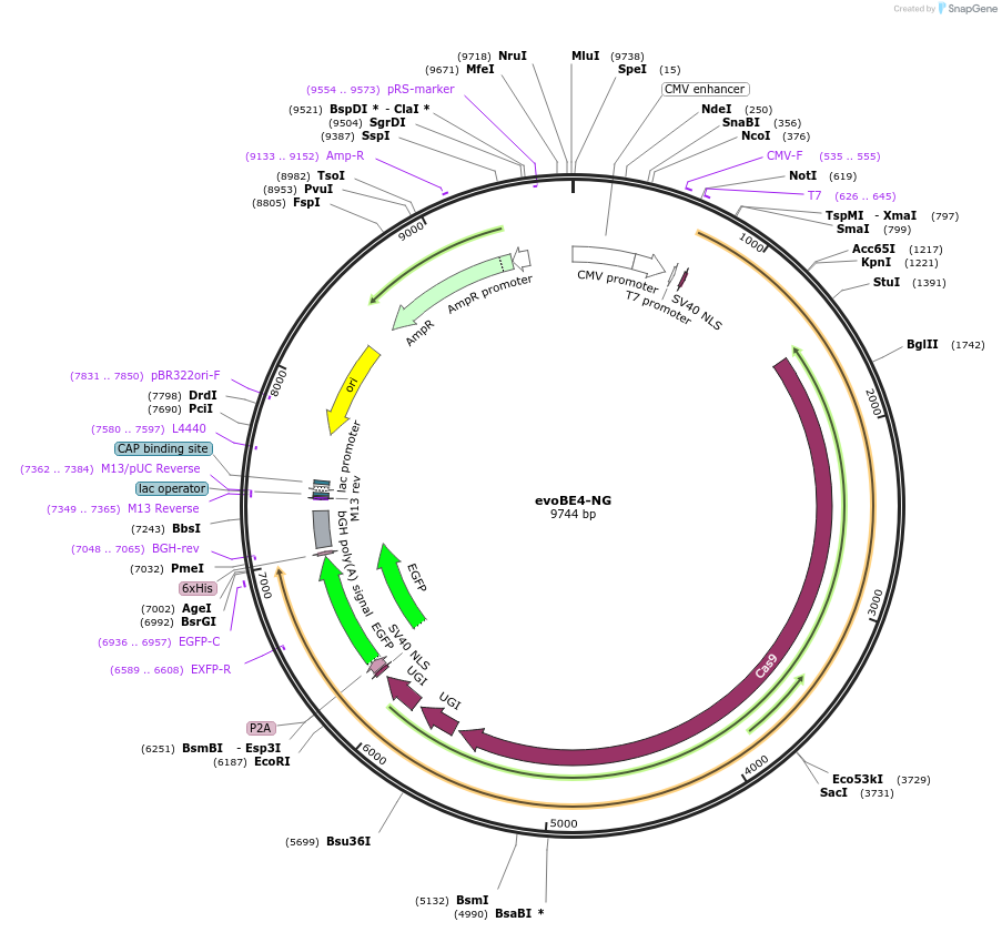 226852-plasmid-map-sequence-id-450496