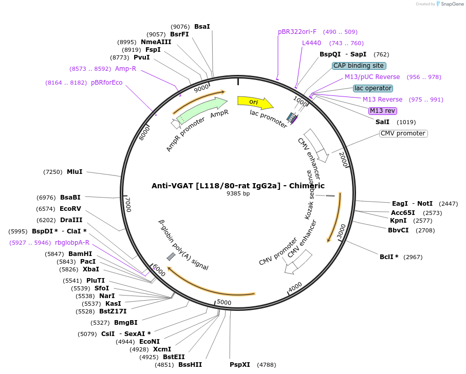 227081-plasmid-map-sequence-id-450505