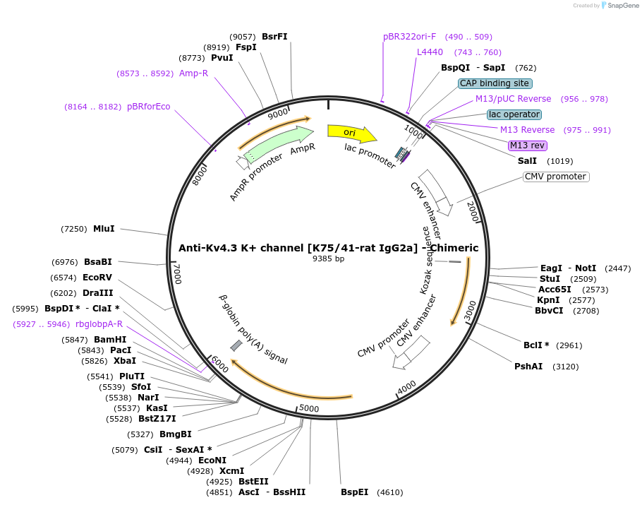 227058-plasmid-map-sequence-id-450506