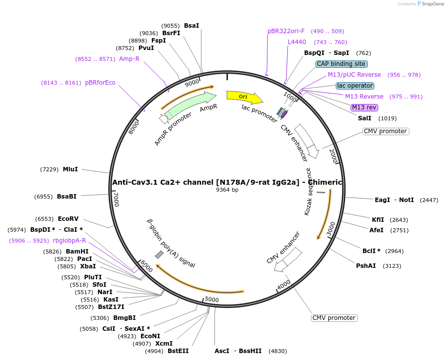 227045-plasmid-map-sequence-id-450507