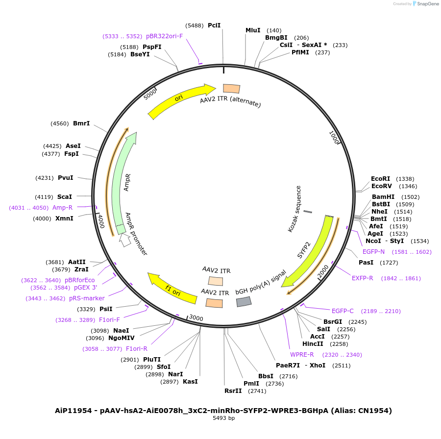 223968-plasmid-map-sequence-id-450544