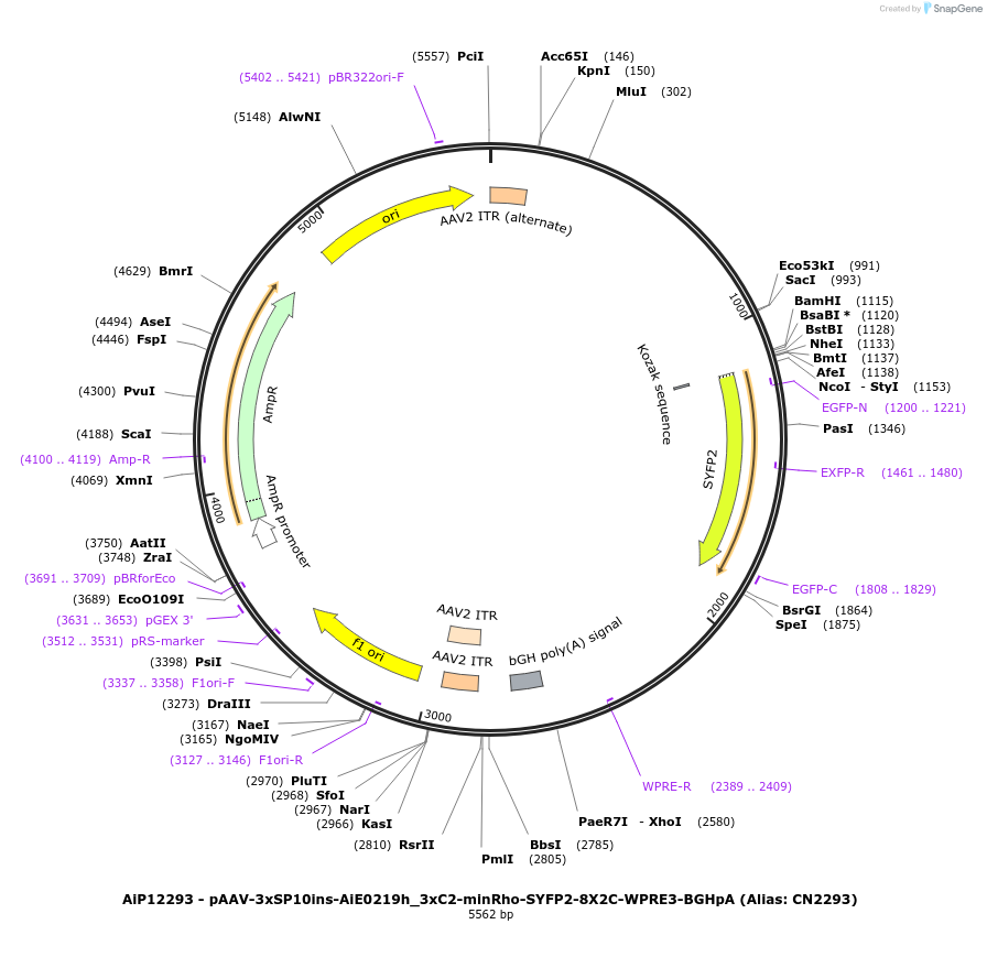 223980-plasmid-map-sequence-id-450549