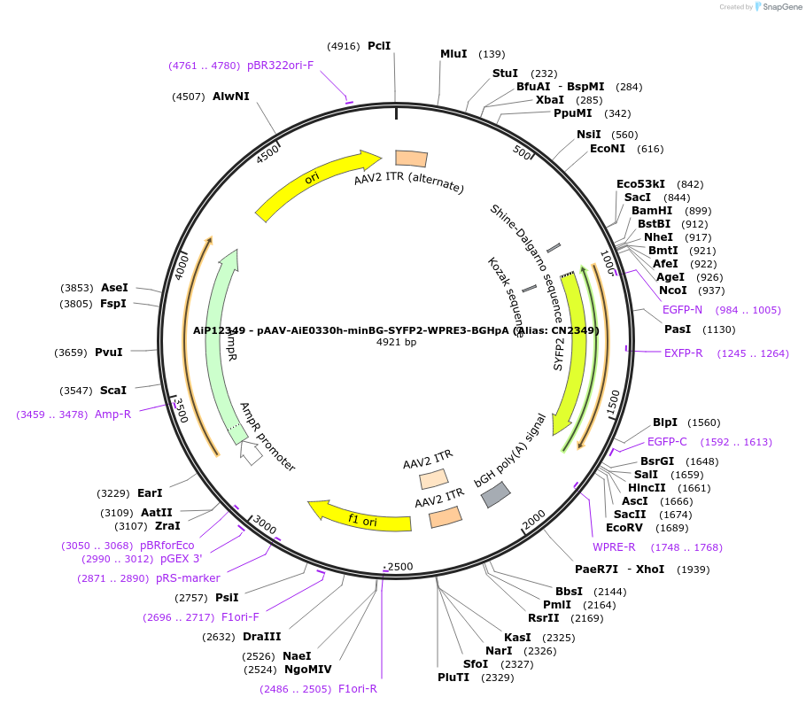 223983-plasmid-map-sequence-id-450551