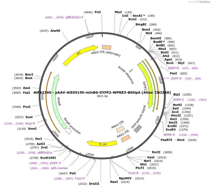 223986-plasmid-map-sequence-id-450552