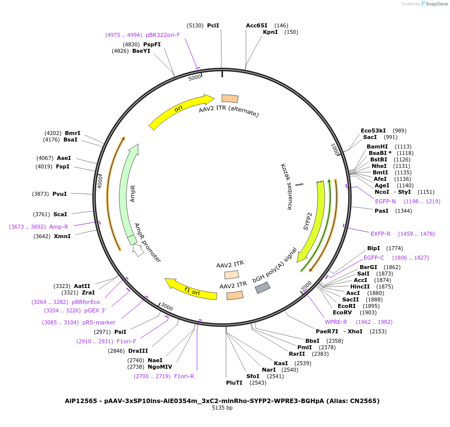 223994-plasmid-map-sequence-id-450553