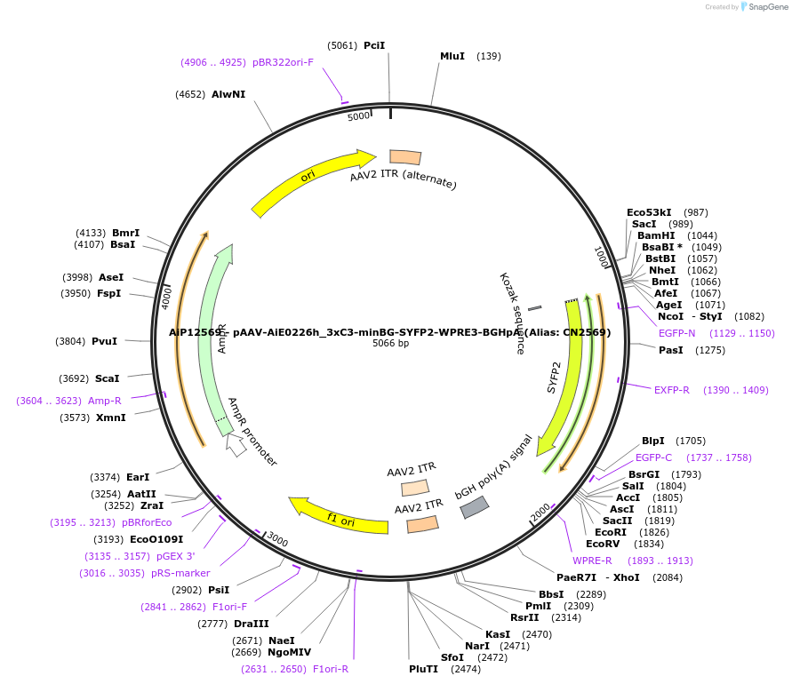 223995-plasmid-map-sequence-id-450561