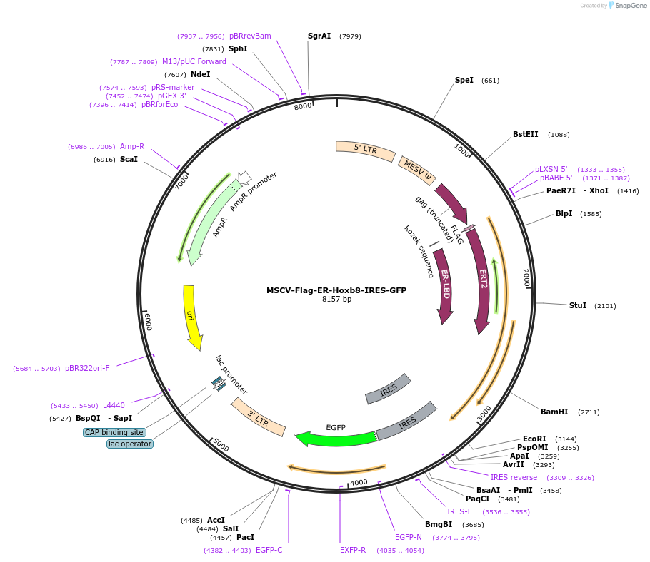 222292-plasmid-map-sequence-id-450572