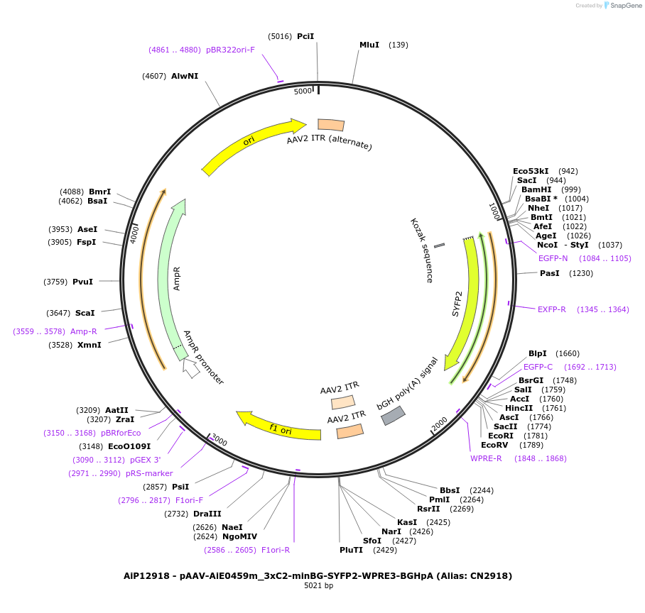 224016-plasmid-map-sequence-id-450577