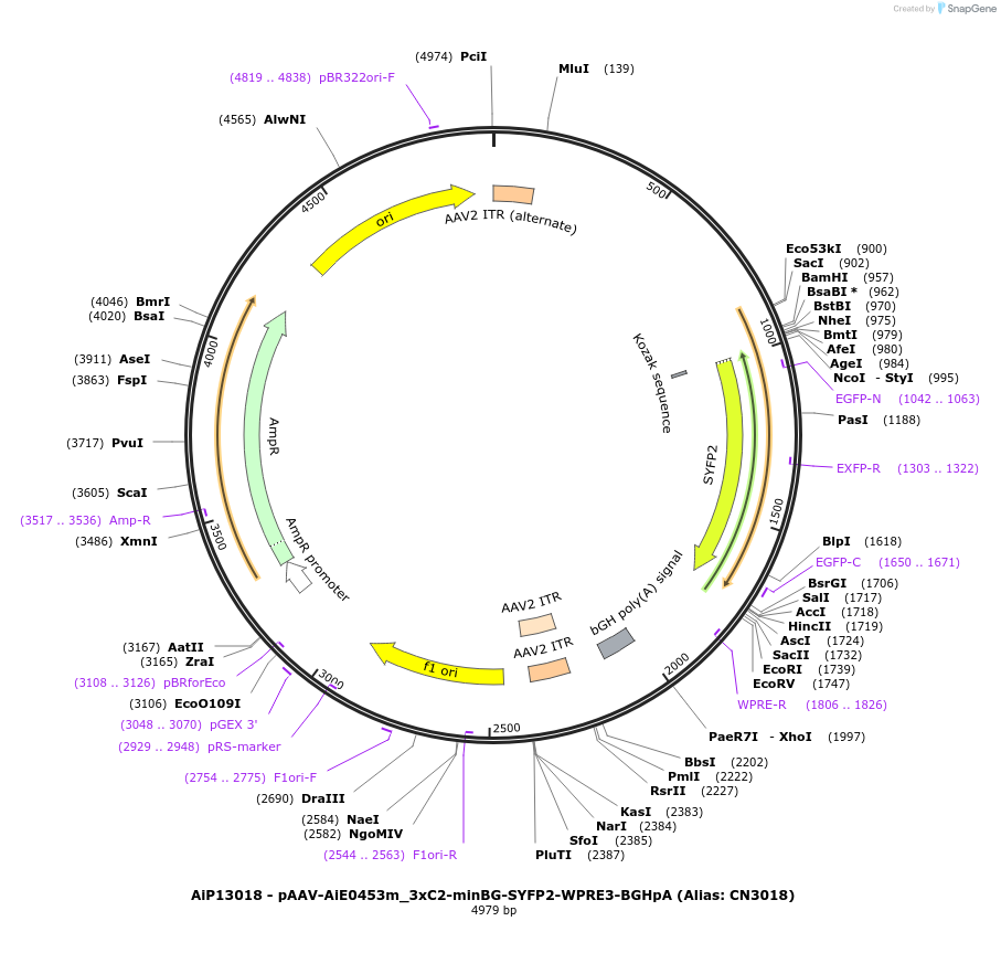 224019-plasmid-map-sequence-id-450579