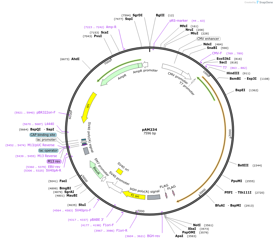 226656-plasmid-map-sequence-id-450582
