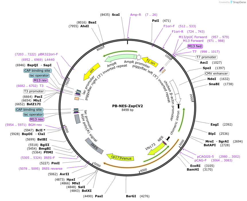 222950-plasmid-map-sequence-id-450583
