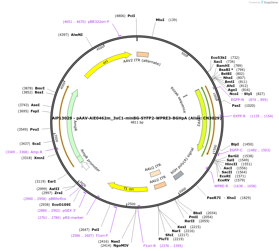 224023-plasmid-map-sequence-id-450592