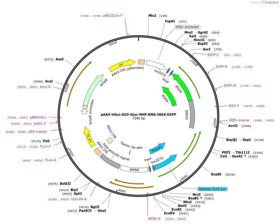 227887-plasmid-map-sequence-id-450597