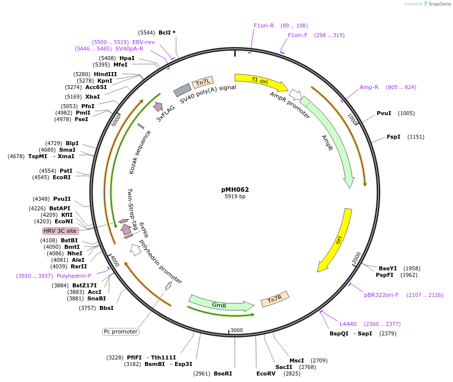 225537-plasmid-map-sequence-id-450651