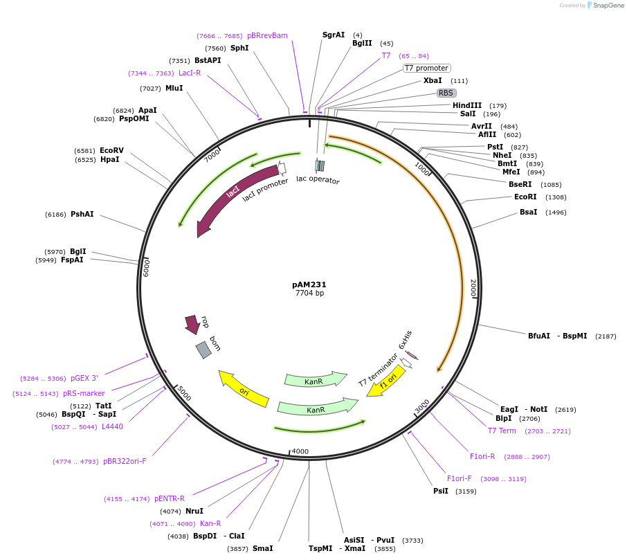226653-plasmid-map-sequence-id-450660