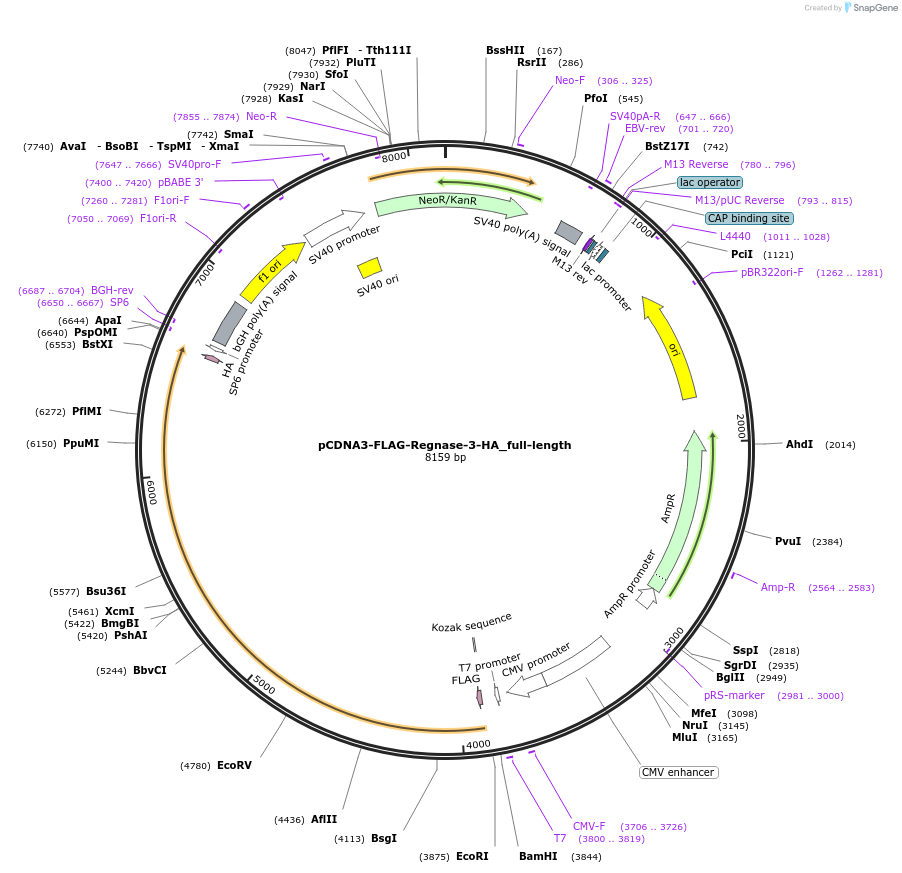 222656-plasmid-map-sequence-id-450667