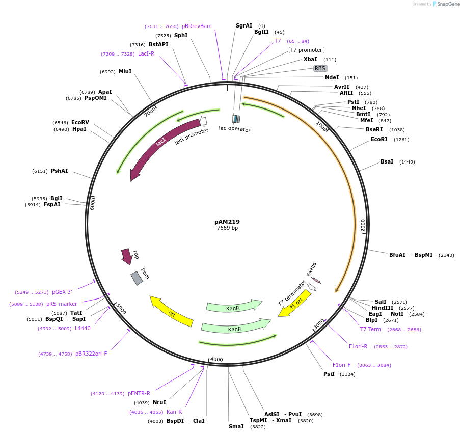 226643-plasmid-map-sequence-id-450668