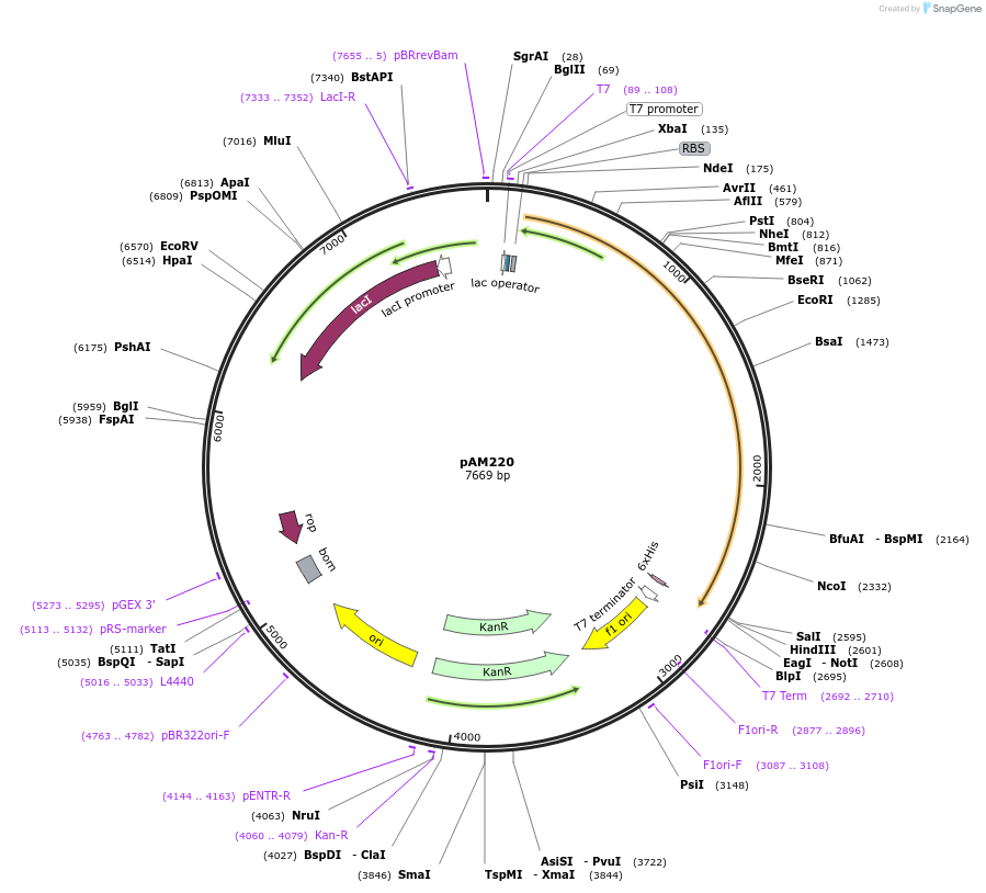226644-plasmid-map-sequence-id-450669