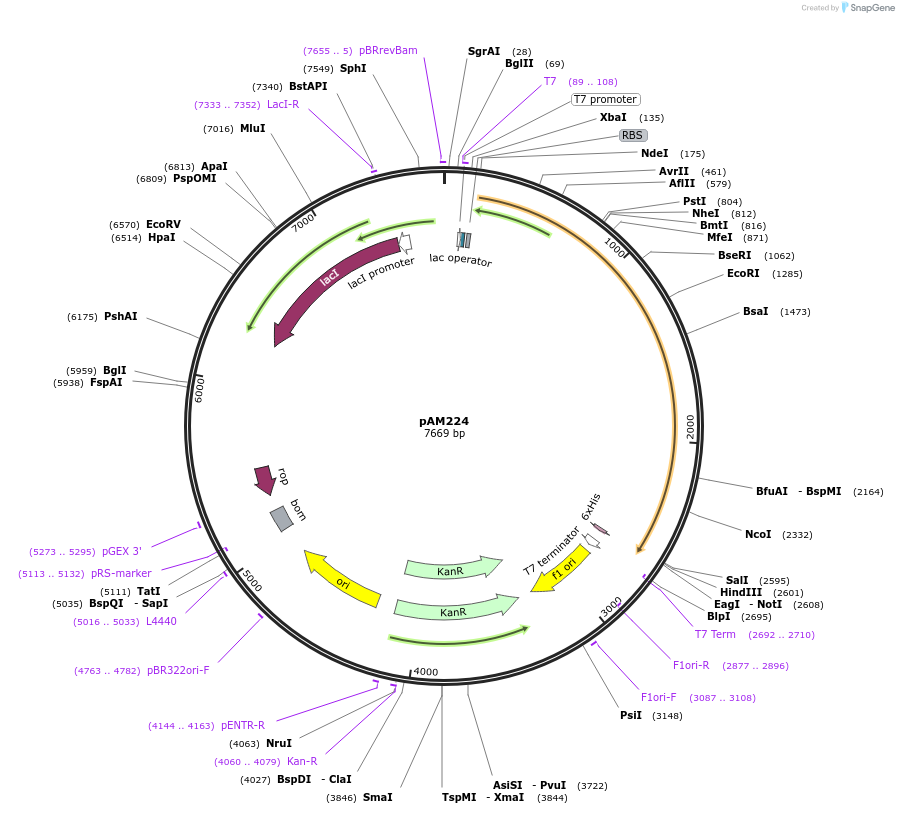 226647-plasmid-map-sequence-id-450674