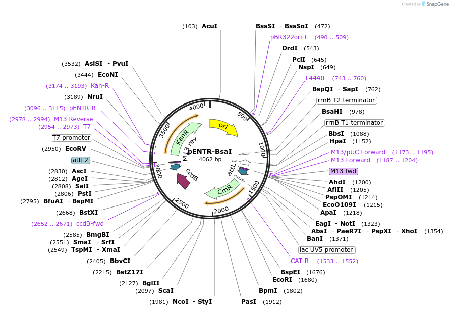 54340-plasmid-map-sequence-id-450675